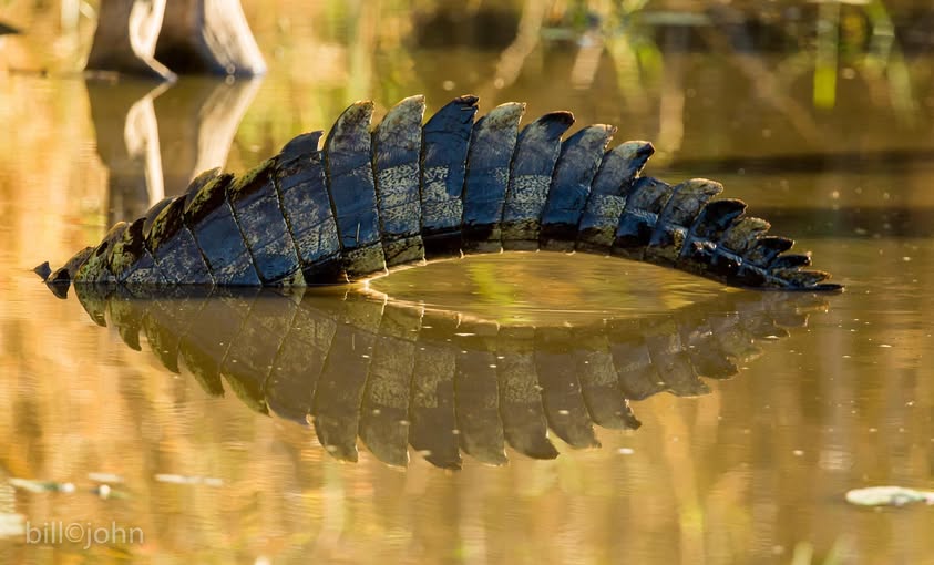 A Personal Odyssey: African Safari Photography and Life Lessons from the Wild