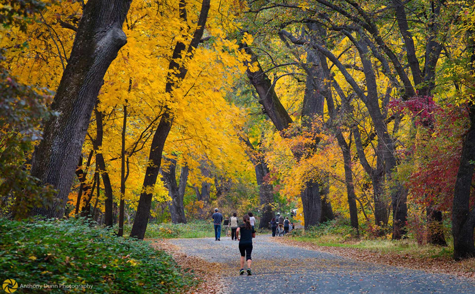 Changing Colors & Dropping Leaves