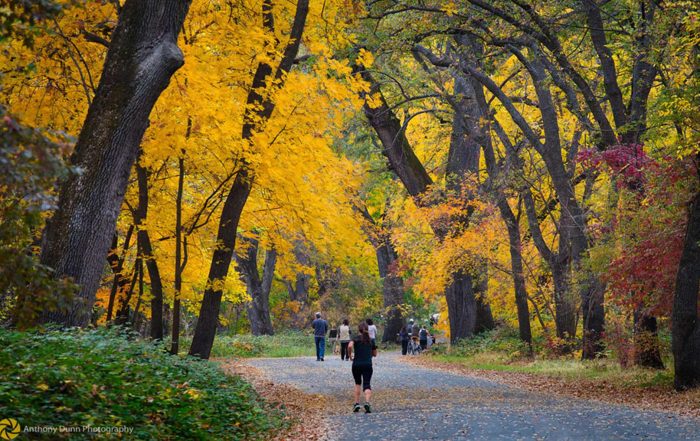 Changing Colors & Dropping Leaves